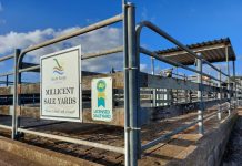 Saleyards group given a year
