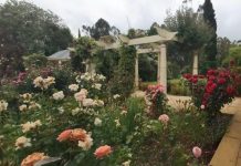 Old garden with a new lease of life