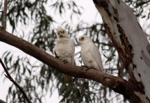 Corellas create havoc on school oval