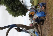 True blue tree sparks conversation