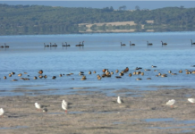 Animal activists film Lake George hunters