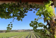 Padthaway wine on show