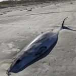 deadwhale_385727_03.JPG