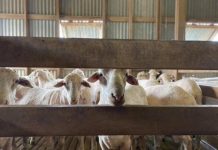 Grain Producers SA stands against sheep export ban