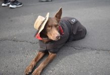 Kelpies dash into Casterton