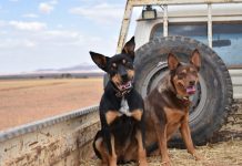 Dog’s Breakfast celebrates canine community