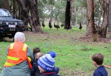 Surprise visit from old man emu