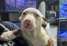 Puppy reunited with owners