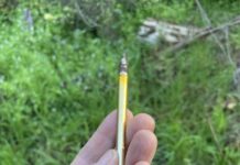 Bolt unwelcome in woodland garden