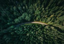 Celebrating forests’ wonders