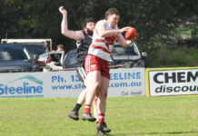 Roosters run rampant in preliminary final