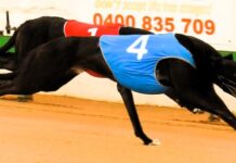 Wario tops off big week for local trainer