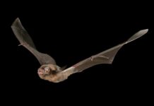 Get Batty at the caves