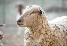Sheep producer sentiment rebounds with improved seasonal outlook and commodity prices