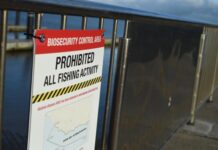 Check, Clean, Dry: Reduce the spread of abalone disease this summer