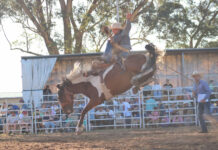 Rodeo chute out