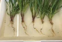 Don’t wait for crop losses to recognise soilborne disease