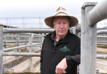 Tensions build after saleyard rejection