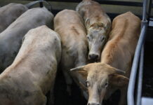 Market reports March 20