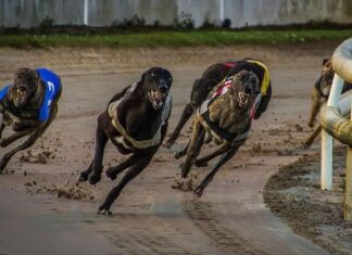 Greyhound fields, Mount Gambier, Sunday, 14 December