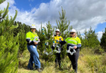 Free trees to giveaway