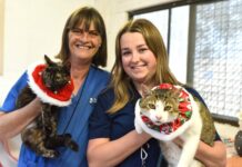 Pets are not presents