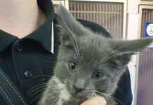 Pawsome Pals: Feline Friends in Need