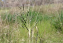 Help eradicate African Lovegrass