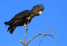 30th red-tailed black-cockatoo count