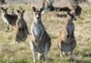 Kangaroos to be counted